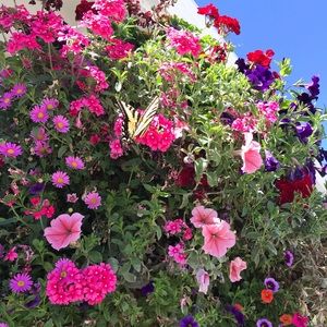 Meet your Posher, Sierra